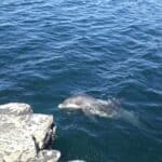 Dolphin Tours - Occasion Cars