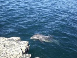 Dolphin Tours - Occasion Cars